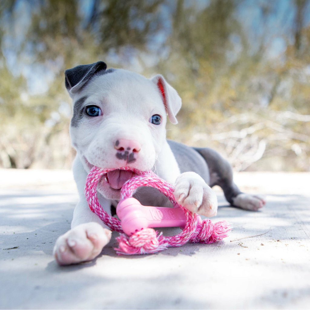 KONG Puppy Goodie Bone w/ Rope Pink
